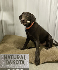 Natural Dakota hecho en Estados Unidos, cuerno natural para opción segura.