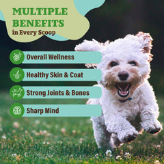 Natural Dog Company Super Greens, polvo verde, antioxidantes naturales para el bienestar.