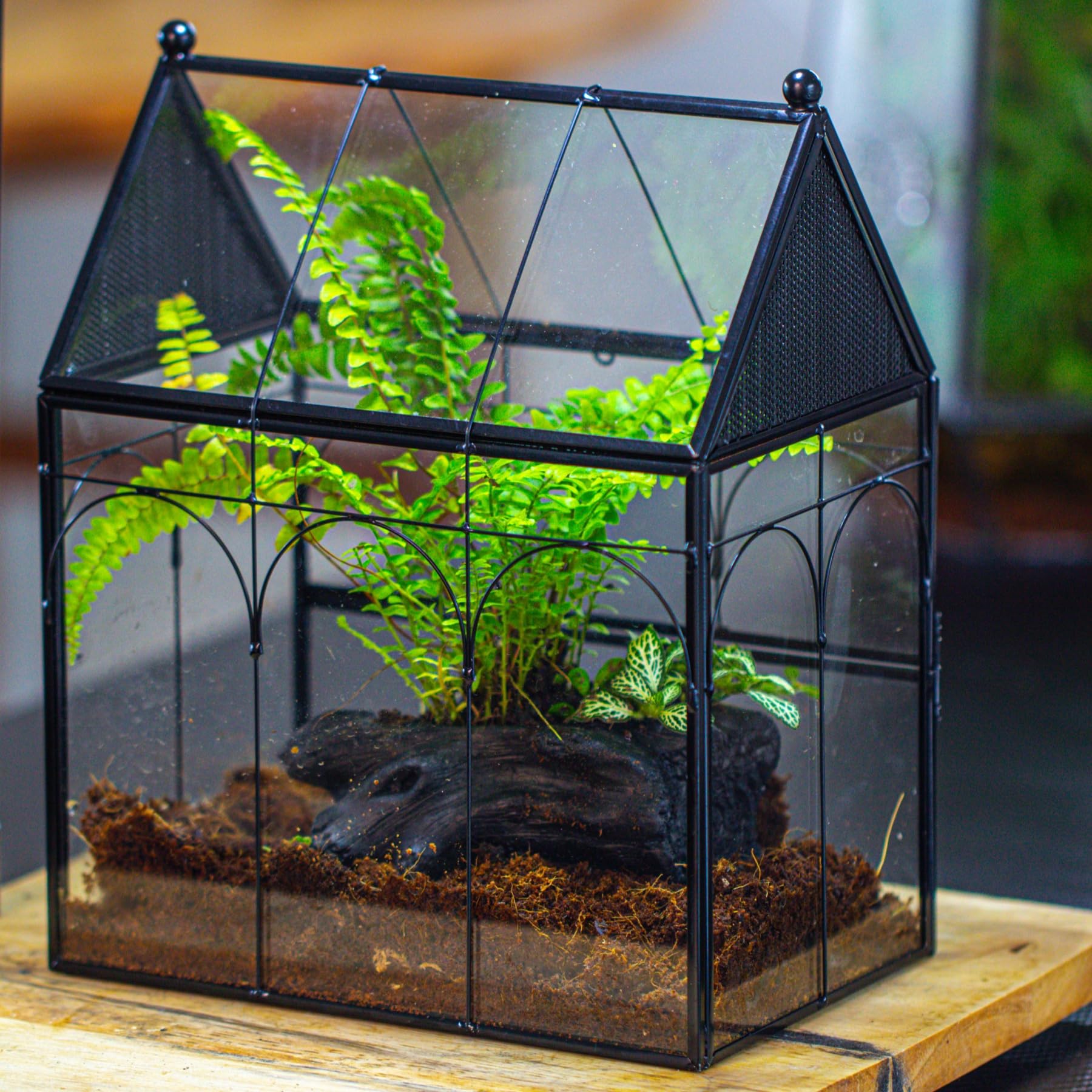 NCYP terrario de vidrio, perfecto para decoración de escritorio.