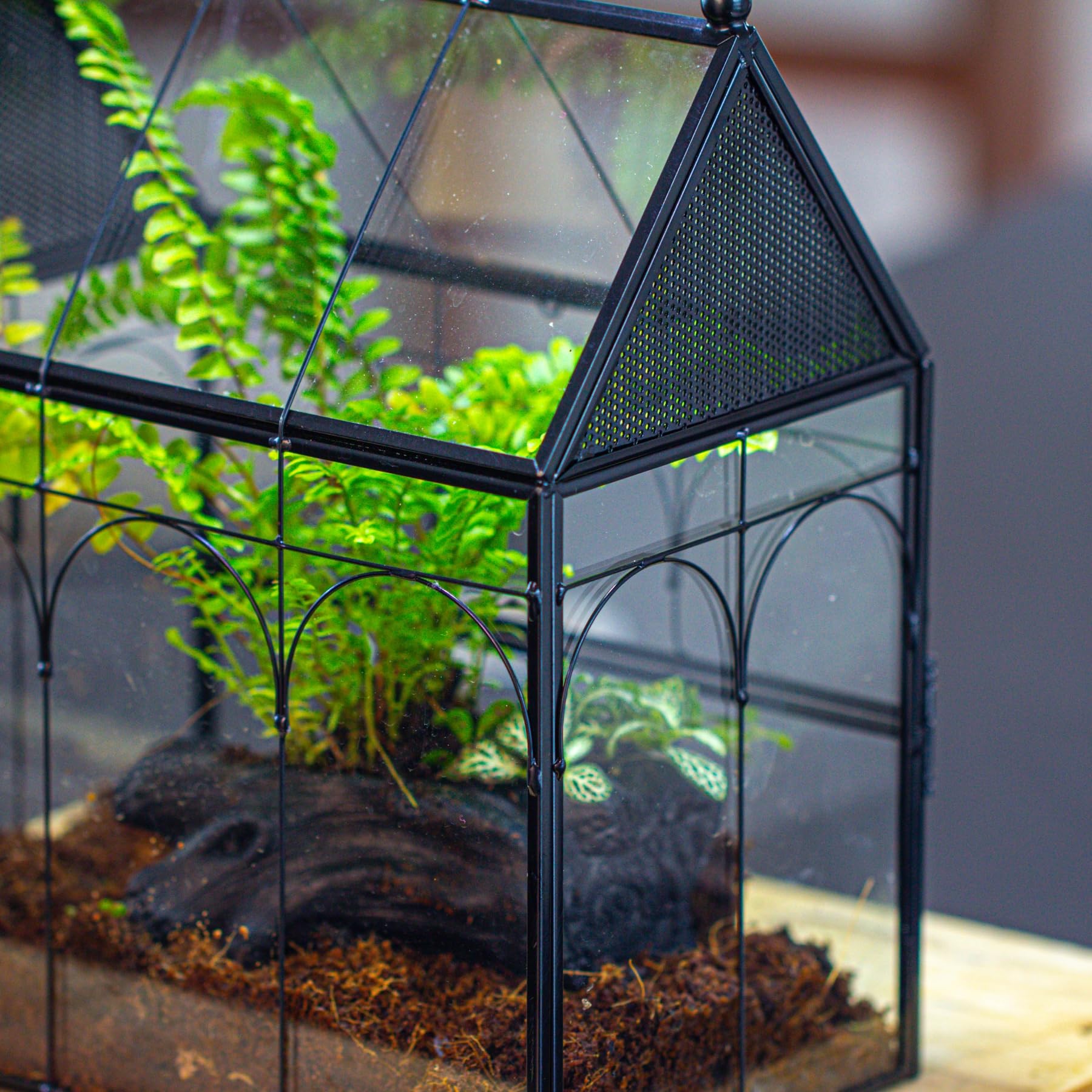 NCYP terrario para insectos y arañas saltarinas, sin plantas incluidas.