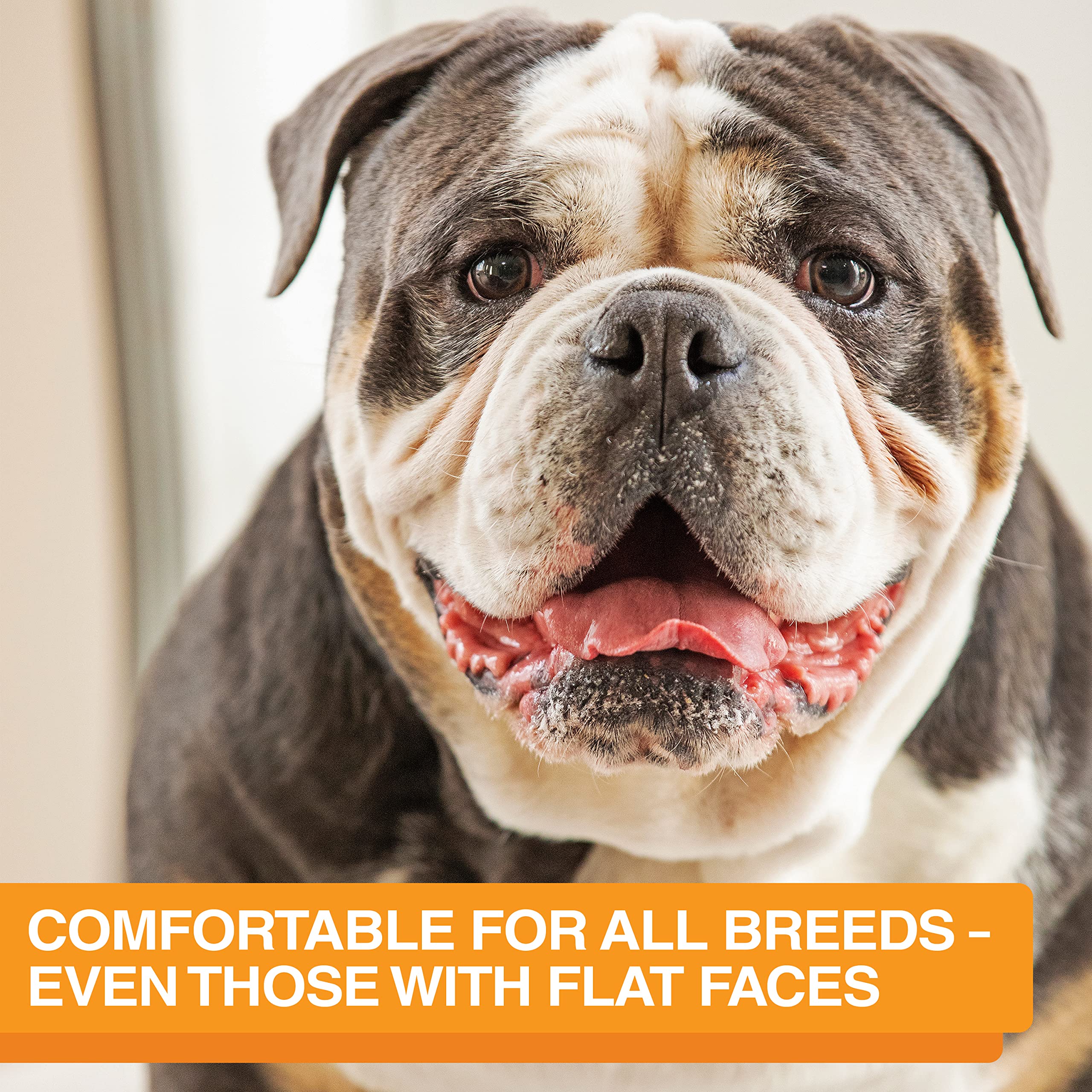 Neater Feeder Express, diseñado para perros medianos y grandes con postura cómoda