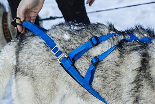 Neewa arnés sled pro, uso en ciclismo con perros para mayor control.
