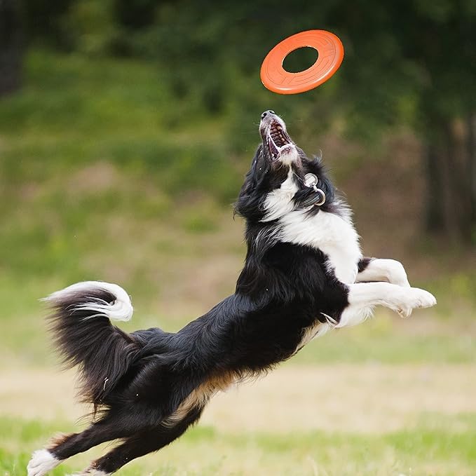 Nerf Dog Atomic Flyer seguro y de calidad para la familia.