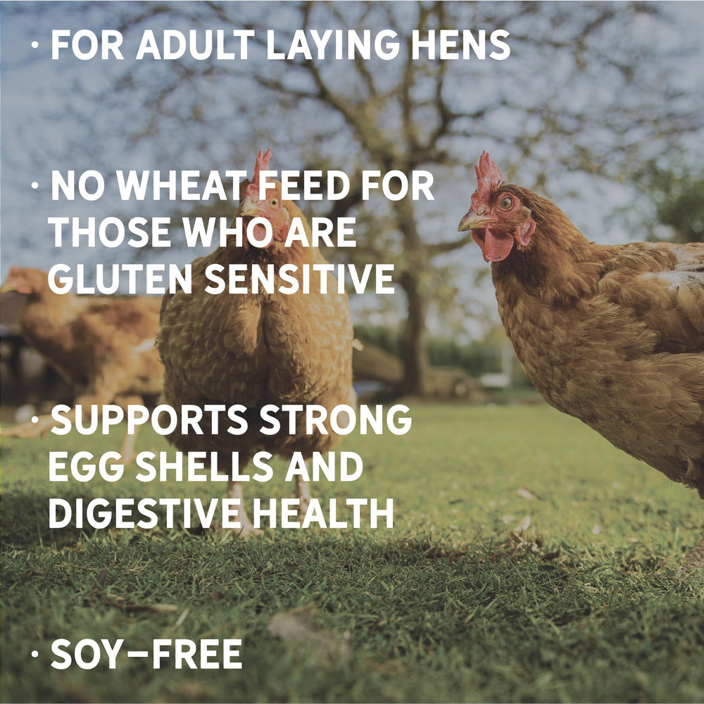 New Country Organics favorece digestión saludable en aves, cultivo sin trigo ni gluten