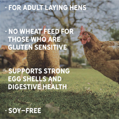 New Country Organics favorece digestión saludable en aves, cultivo sin trigo ni gluten