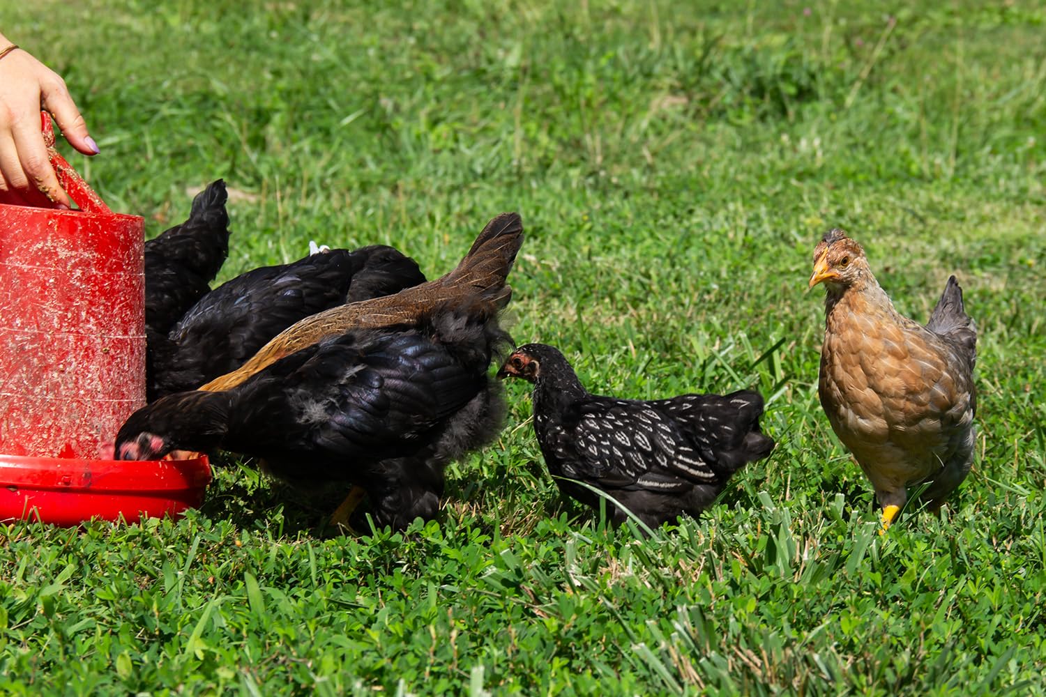 New Country Organics sin soja para gallinas, opción orgánica segura.