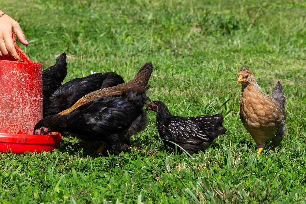 New Country Organics sin soja para gallinas, opción orgánica segura.
