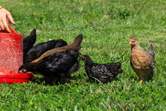 New Country Organics sin soja para gallinas, opción orgánica segura.
