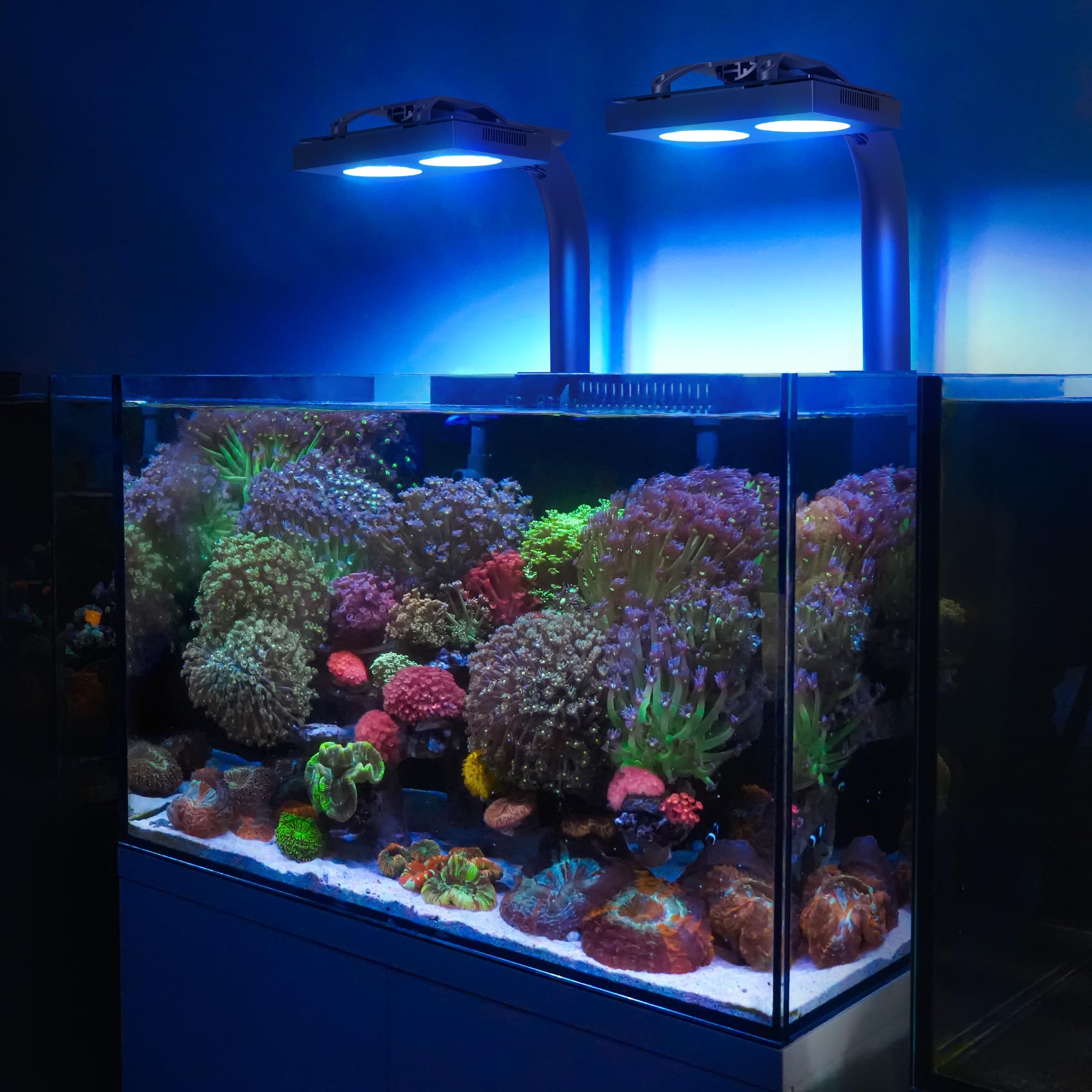 NICREW HyperReef 150 Gen 2: potencia violeta-azul que realza la fluorescencia.