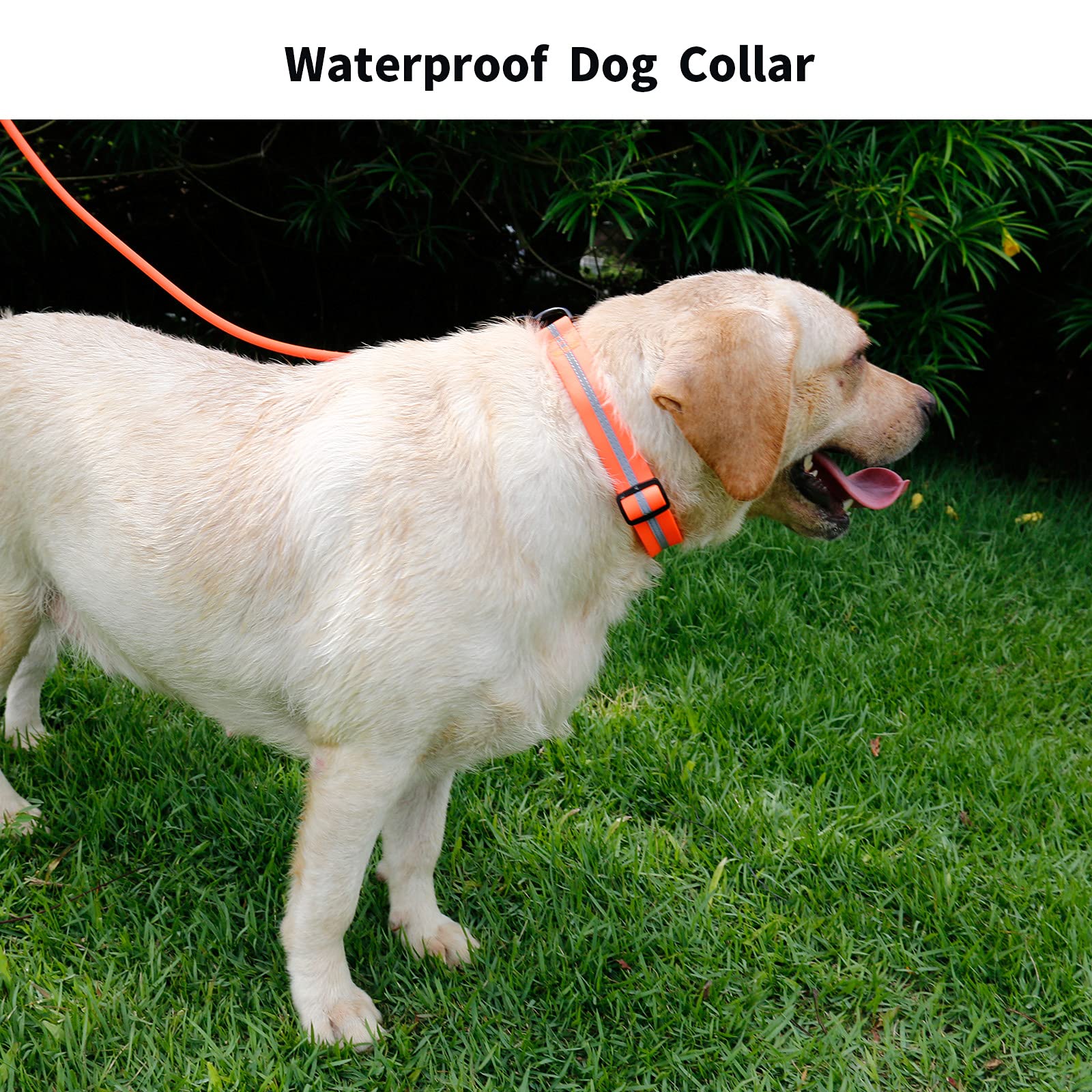 NIMBLE Collar impermeable en colores vivos para combinar con la personalidad de cada perro.