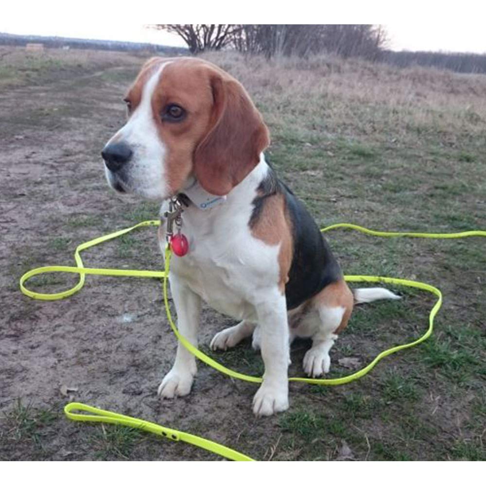 NIMBLE long-dog-leash colores brillantes para mayor visibilidad.