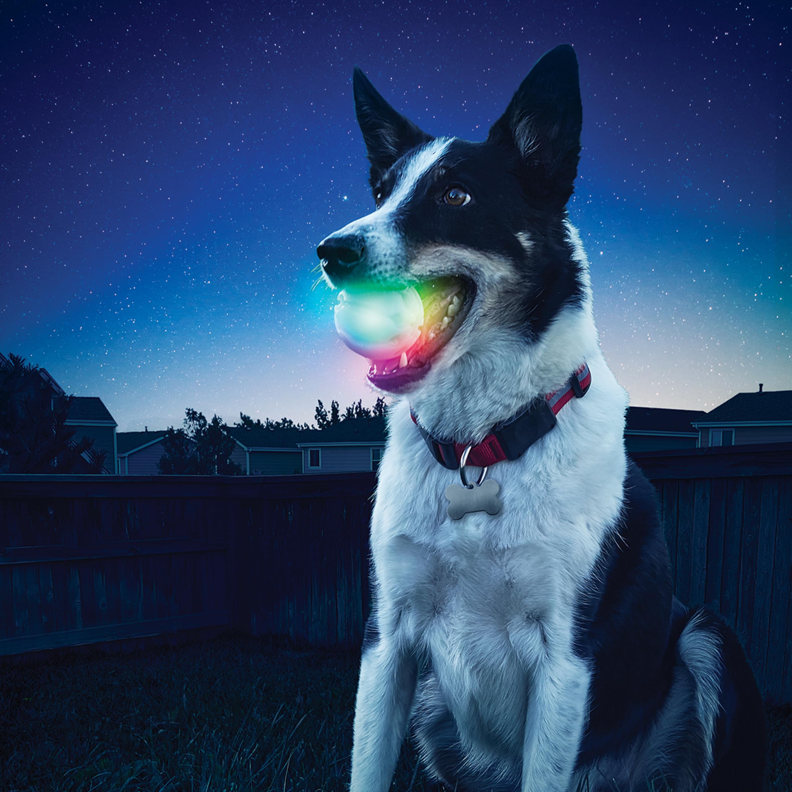 GlowStreak flotante, ideal para juegos en agua con perros.