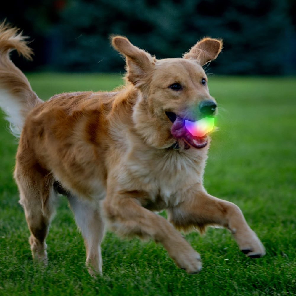 Nite Ize GlowStreak Wild, balón impermeable y flotante para perros activos.