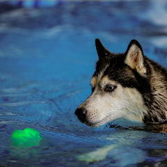 Nite Ize GlowStreak Wild, balón resistente a mordidas para perros activos.