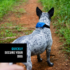 Aro en D de metal para accesorios en el collar Raddog azul