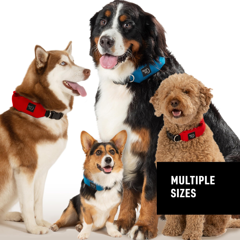 Uso versátil para paseos y entrenamiento con perros con Raddog