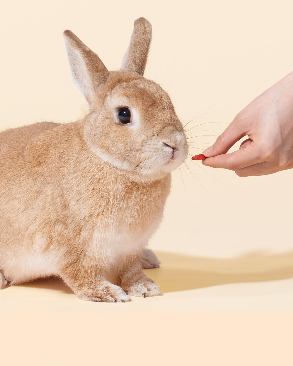 Niteangel bayas de goji para chinchillas, recompensa segura y saludable.