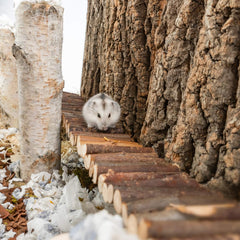 Niteangel mordedor de madera para hamster ayuda al desgaste dental.