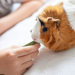 Niteangel Recompensa interactiva con heno Timothy para mascota curiosa.