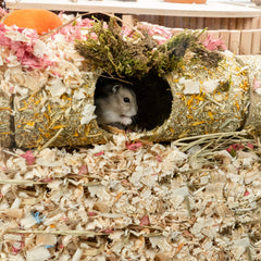 Niteangel tunel hamster conexiones multiples permite combinaciones