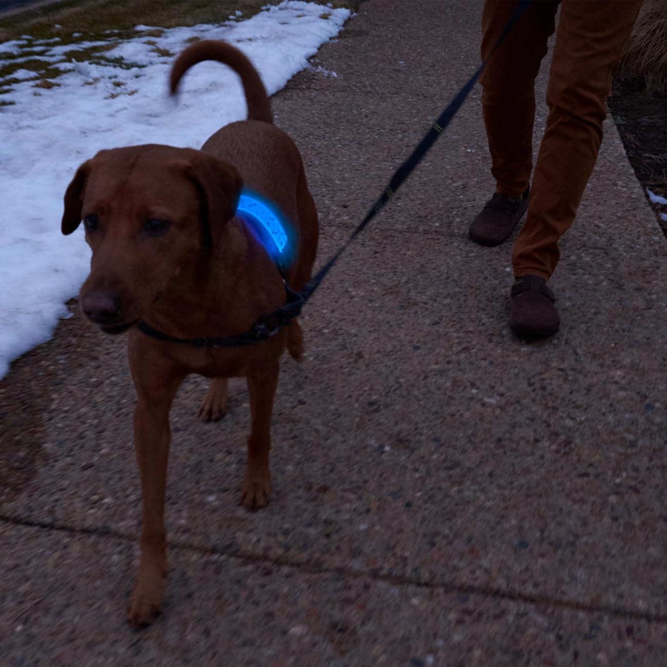Nite Ize NiteDog ajuste universal para collar de 1 pulgada.