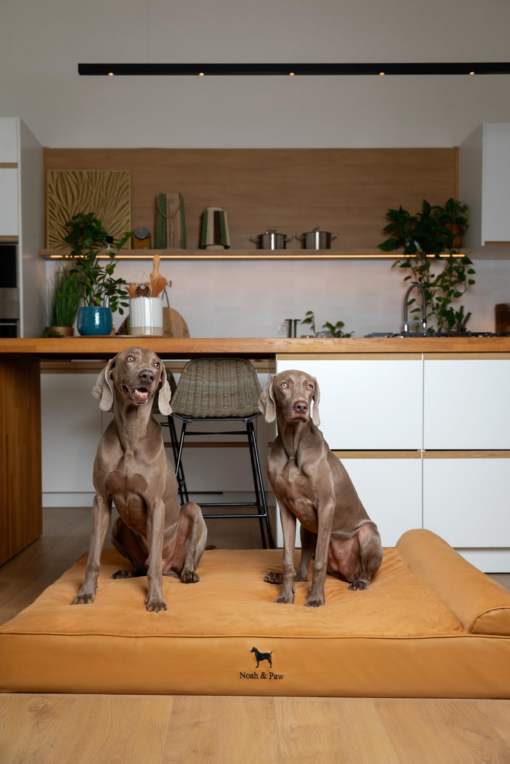 Base de 6 pulgadas con espuma ortopédica NOAH & PAW para soporte