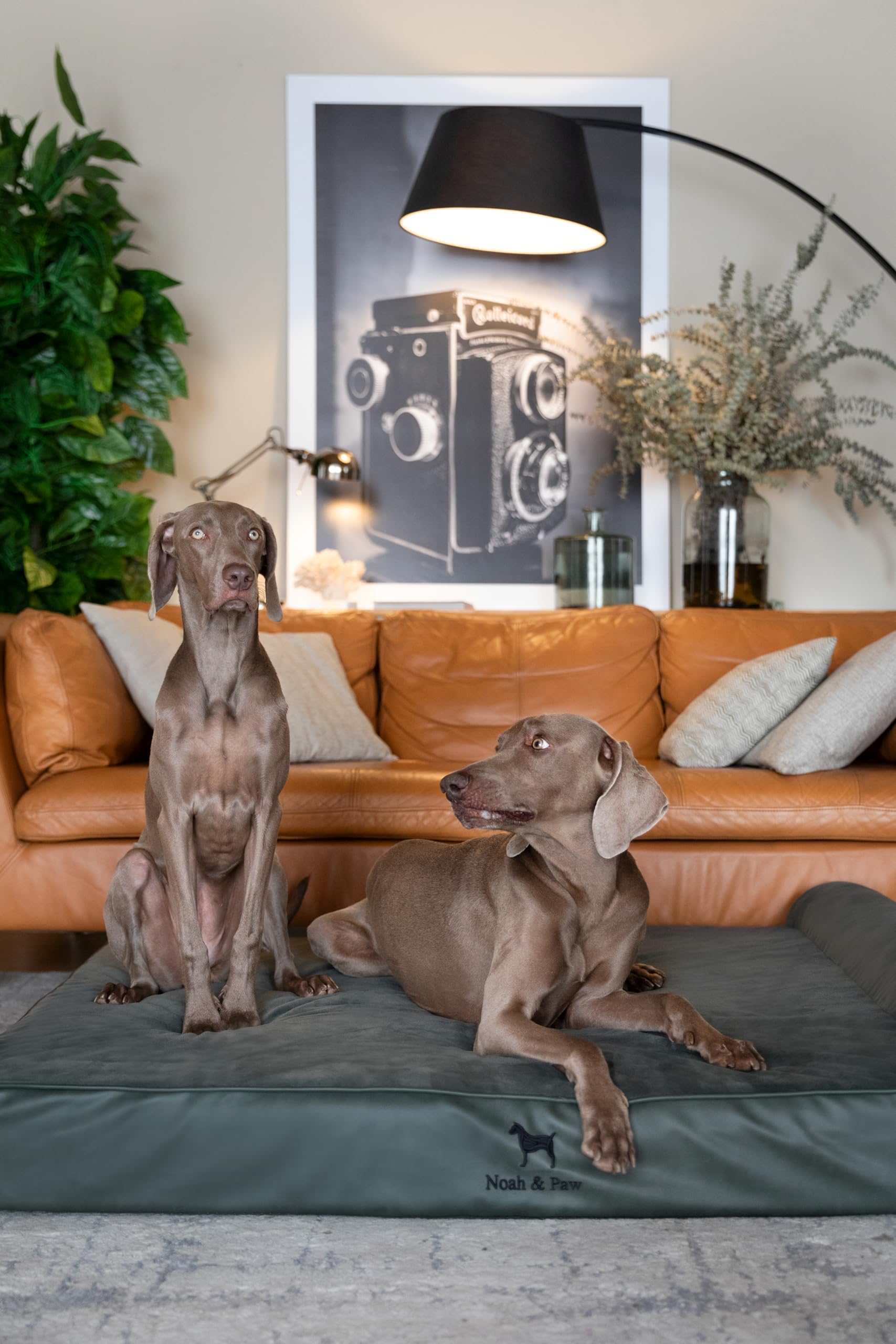NOAH & PAW cama ortopédica duradera para perros grandes