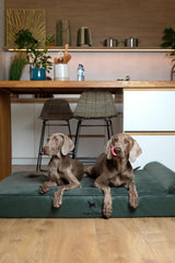 NOAH & PAW cama para perro extra grande XXL con capas exteriores lavables