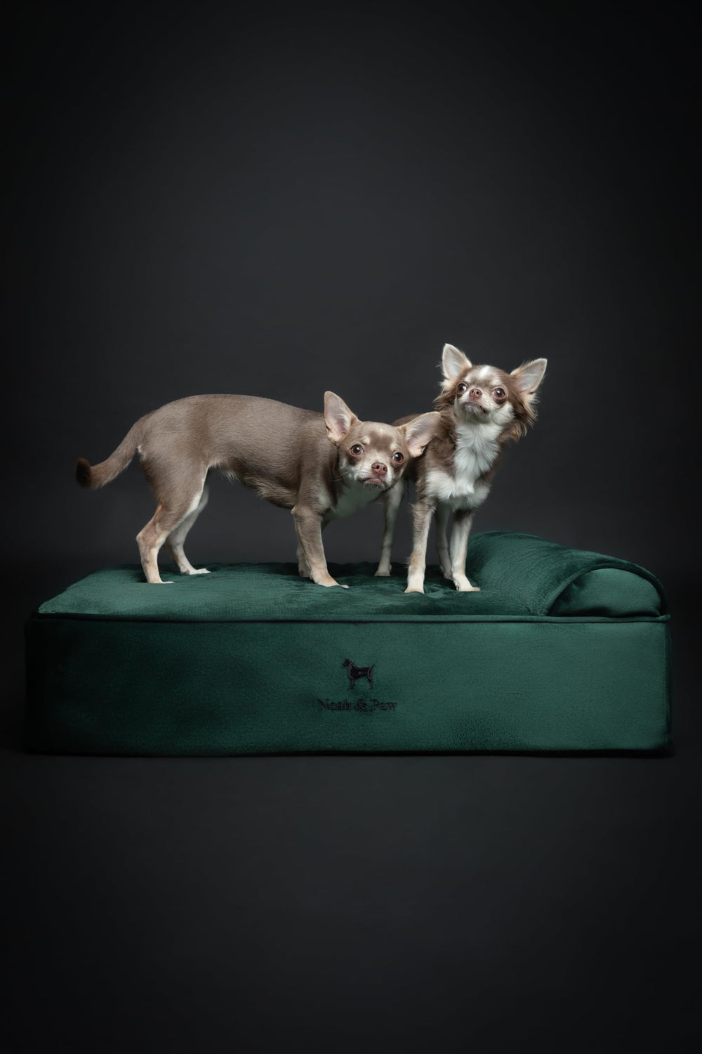 Funda colección terciopelo NOAH & PAW aporta suavidad al tacto.