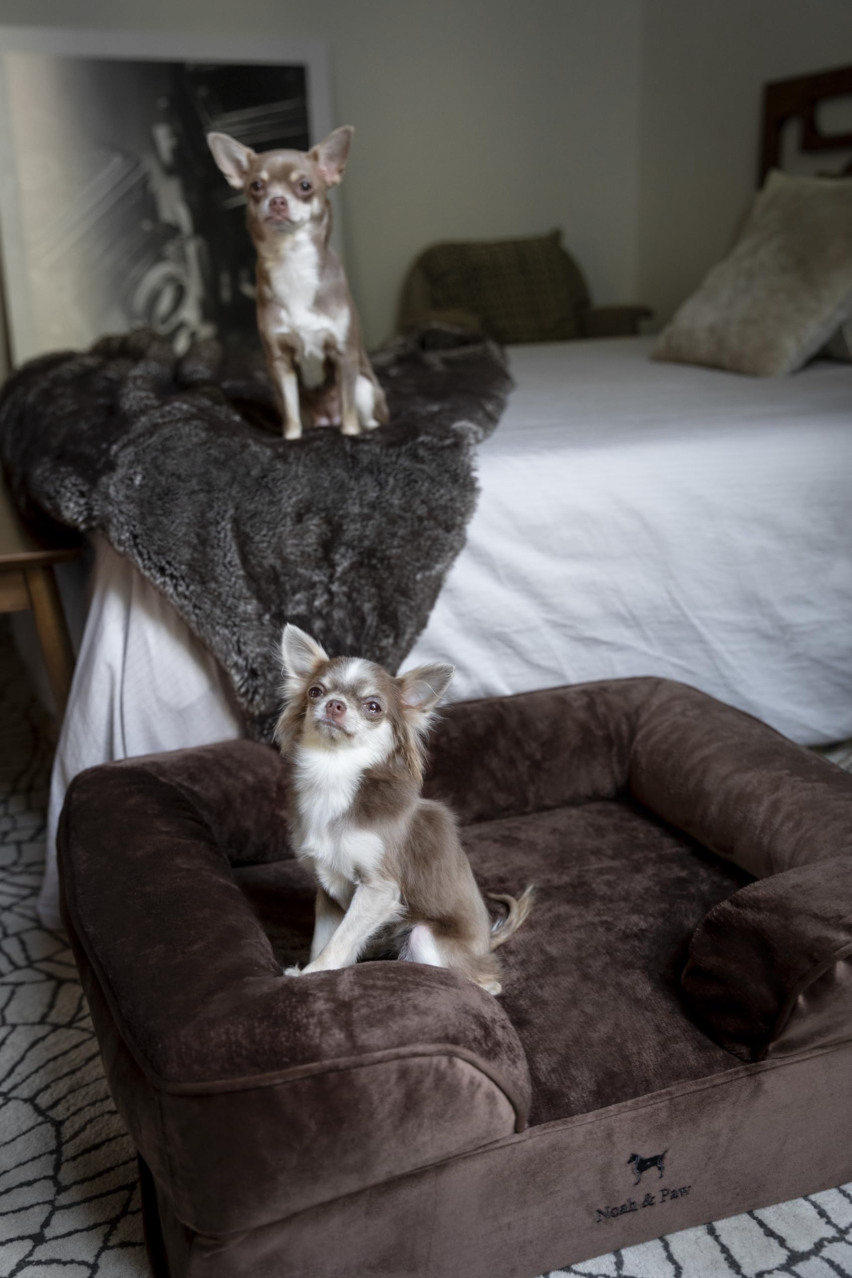 NOAH & PAW cama para perros medianos ideal para uso diario