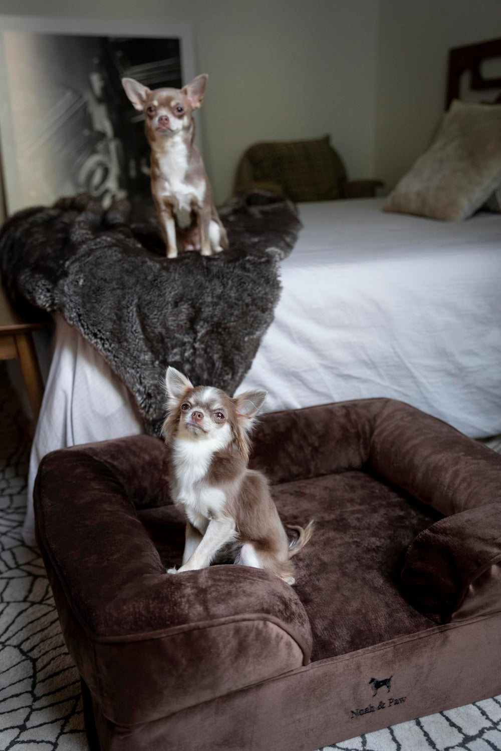 NOAH & PAW cama para perros medianos ideal para uso diario