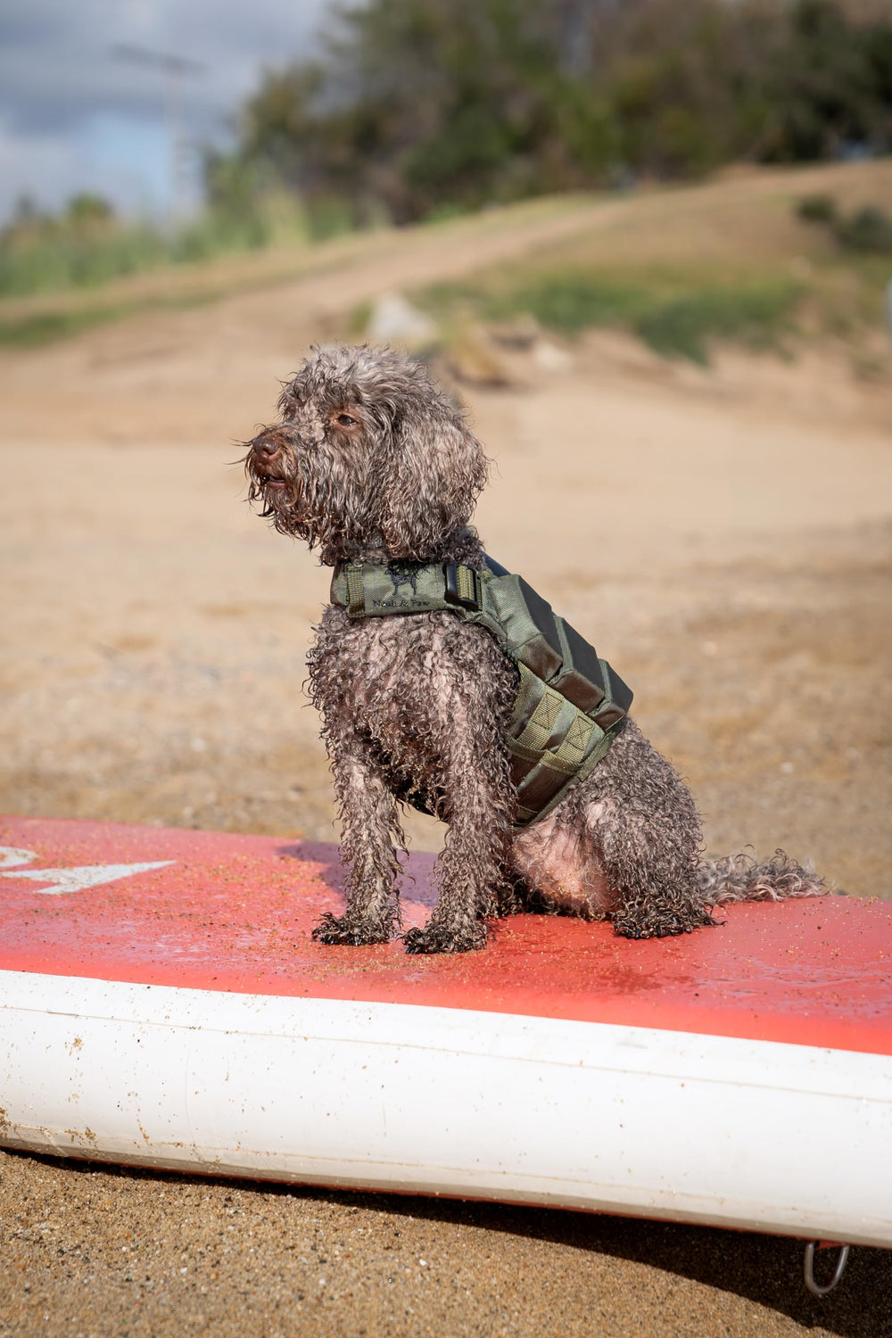 NOAH & PAW diseño adaptable para perros de múltiples tamaños y razas