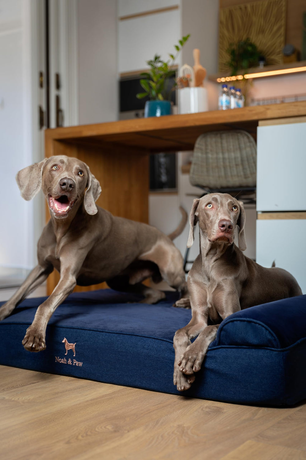 NOAH & PAW fundas interior y exterior lavables e impermeables.