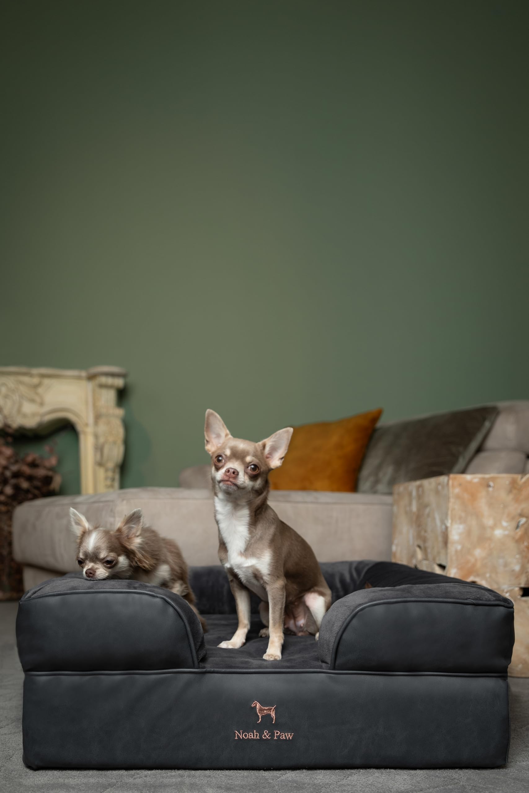 Cama NOAH & PAW adecuada para perros mayores con soporte gradual.