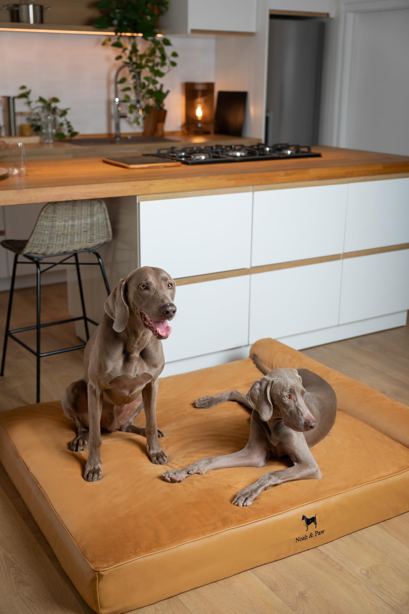 Tallas NOAH & PAW adecuadas para perros de todos los tamaños