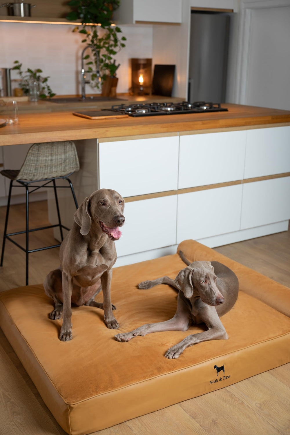 Tallas NOAH & PAW adecuadas para perros de todos los tamaños