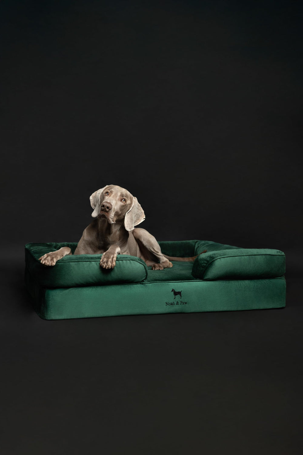 NOAH & PAW XL: tamaño XL para perros grandes y medianos.