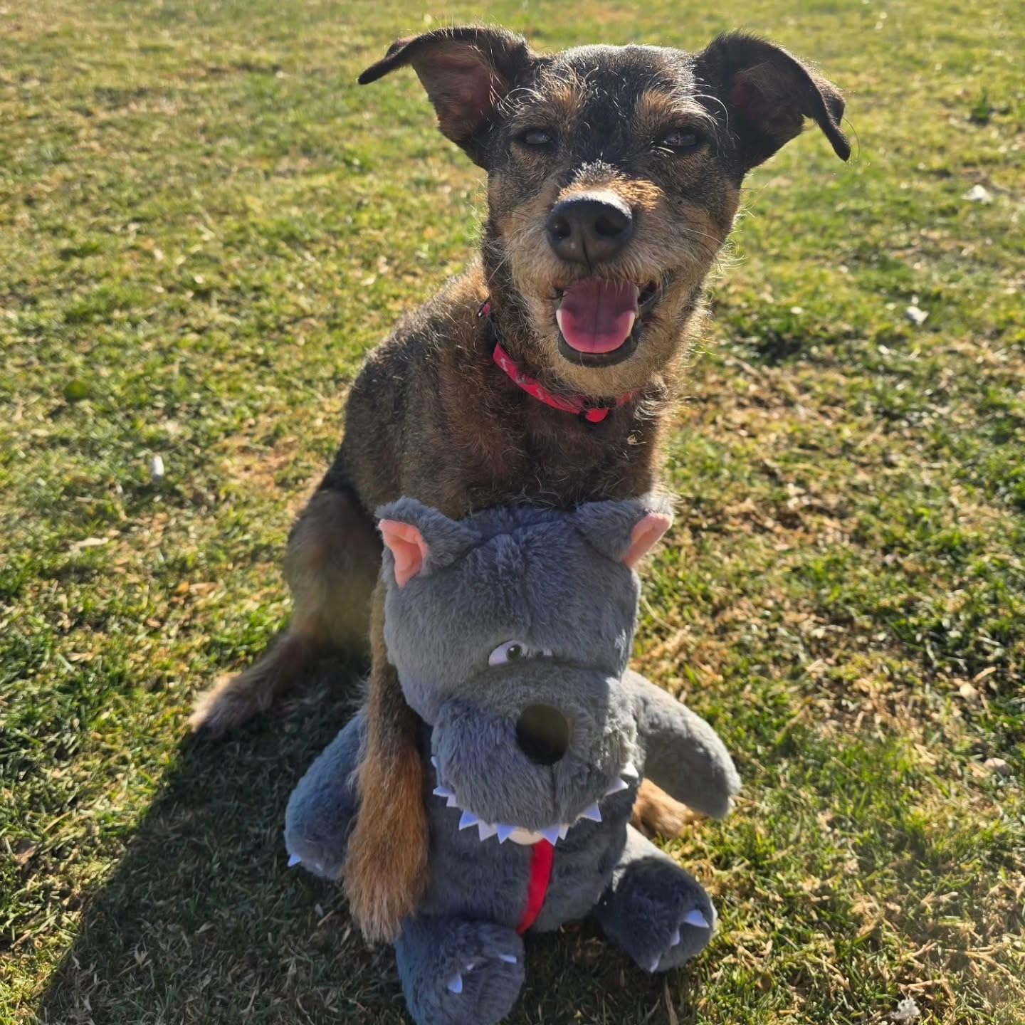 Nocciola Juguete interactivo para perros, ideal para esconder y buscar dentro del mismo juguete