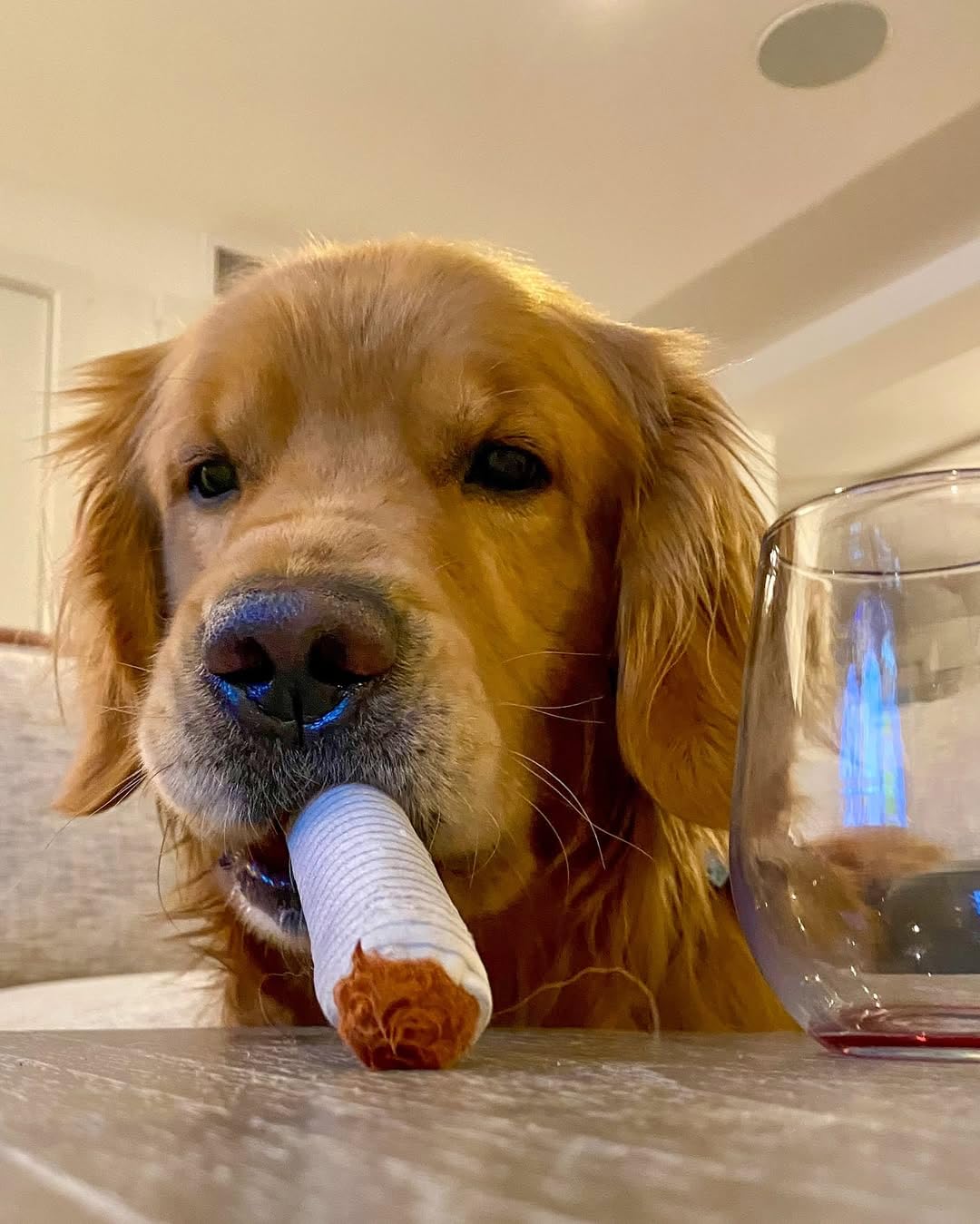 Nocciola perro jugando con juguete-palo-ruidoso para estímulo interactivo