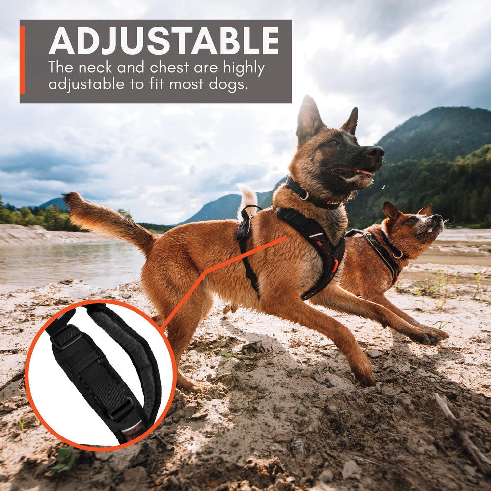 Perro mediano caminando con Rock Harness en paseo diario.