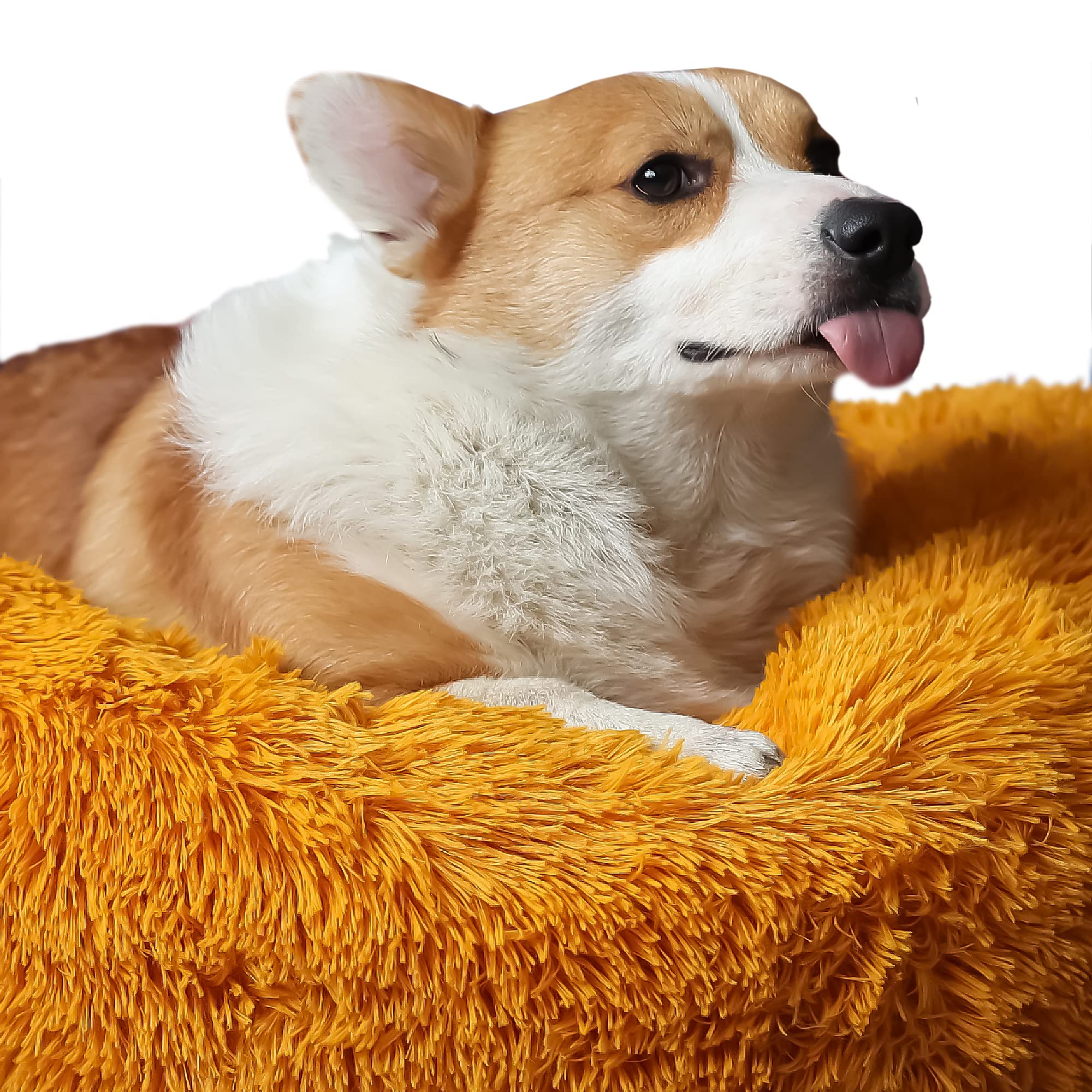 Cama nononfish de tamaño medio para perros de hasta 20 kg.