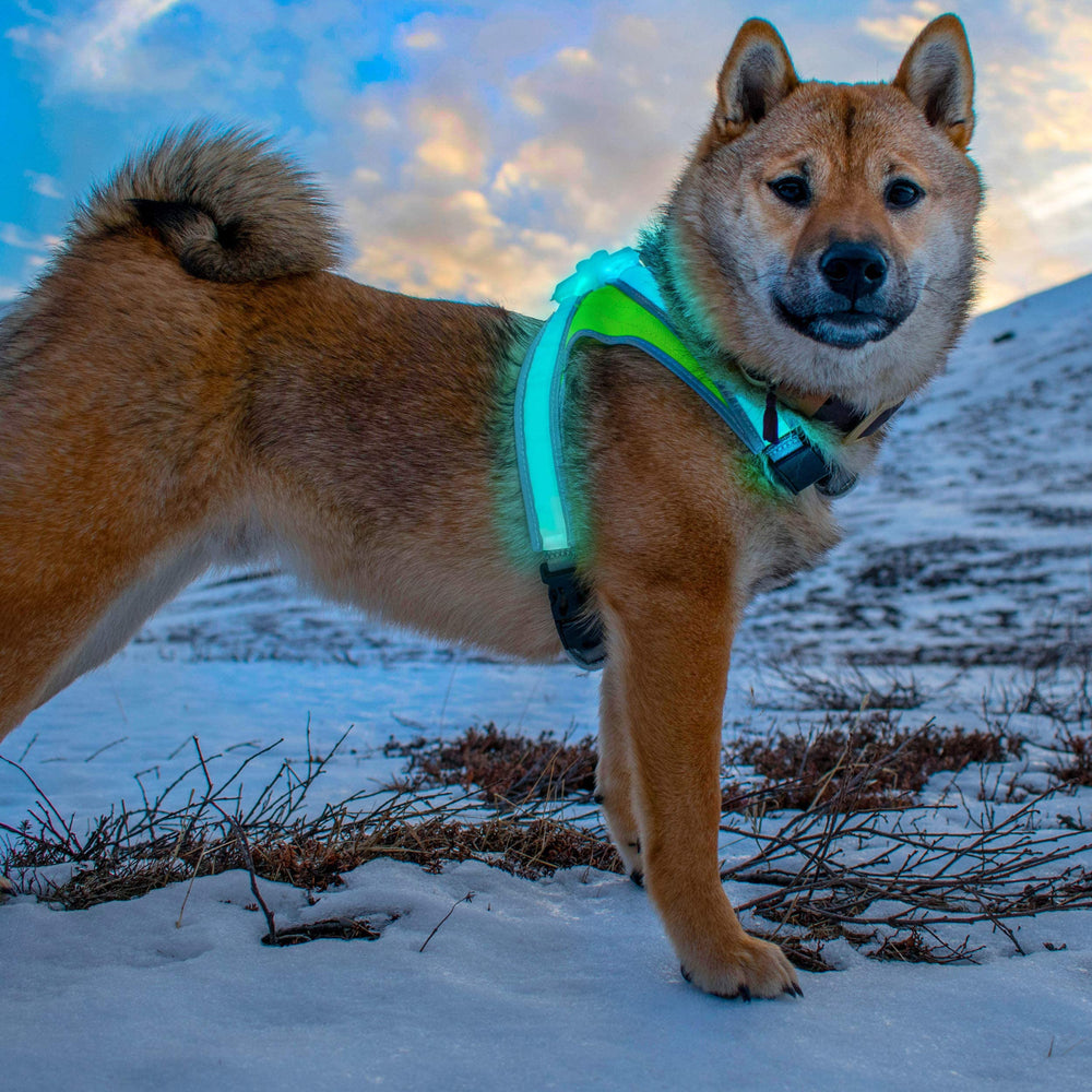 Noxgear LightHound: ajuste cómodo en cuello y pecho