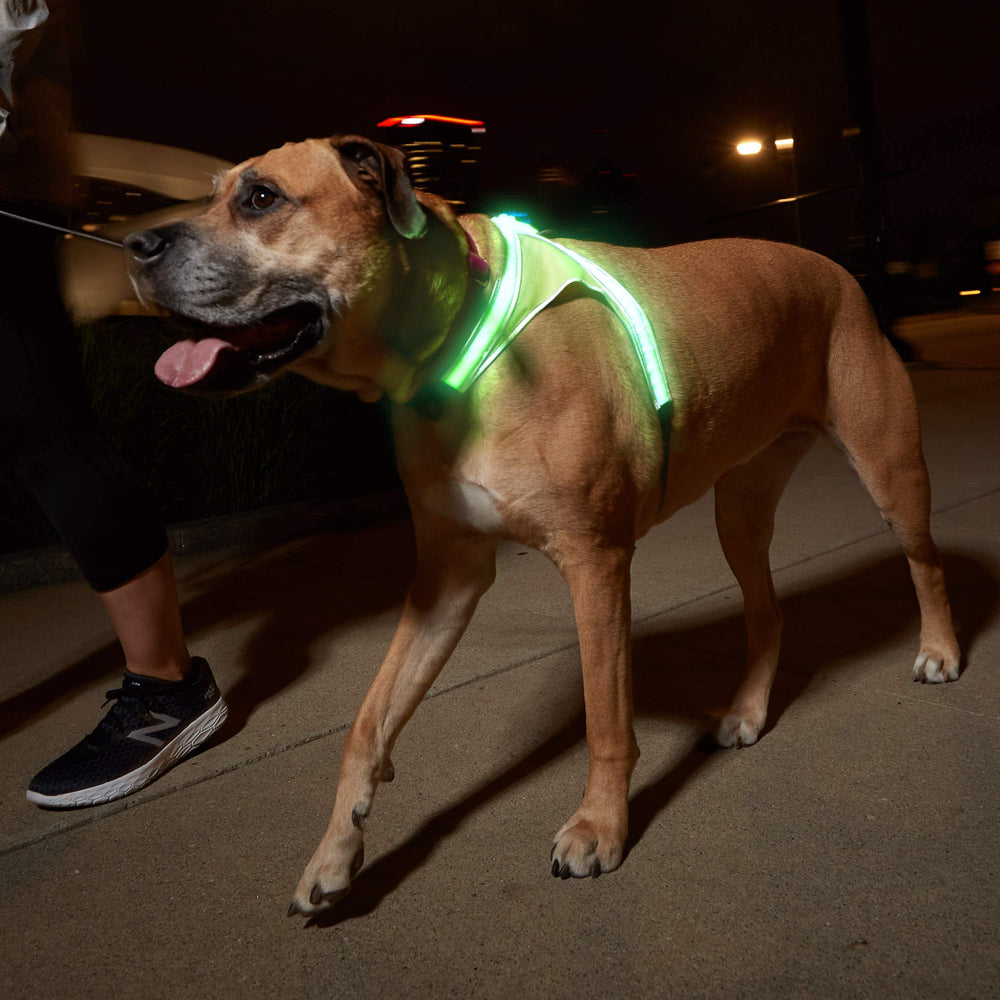 Noxgear LightHound ajuste cómodo en pecho y cuello.