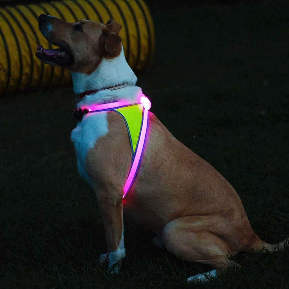 Noxgear LightHound se coloca y quita fácilmente durante paseos
