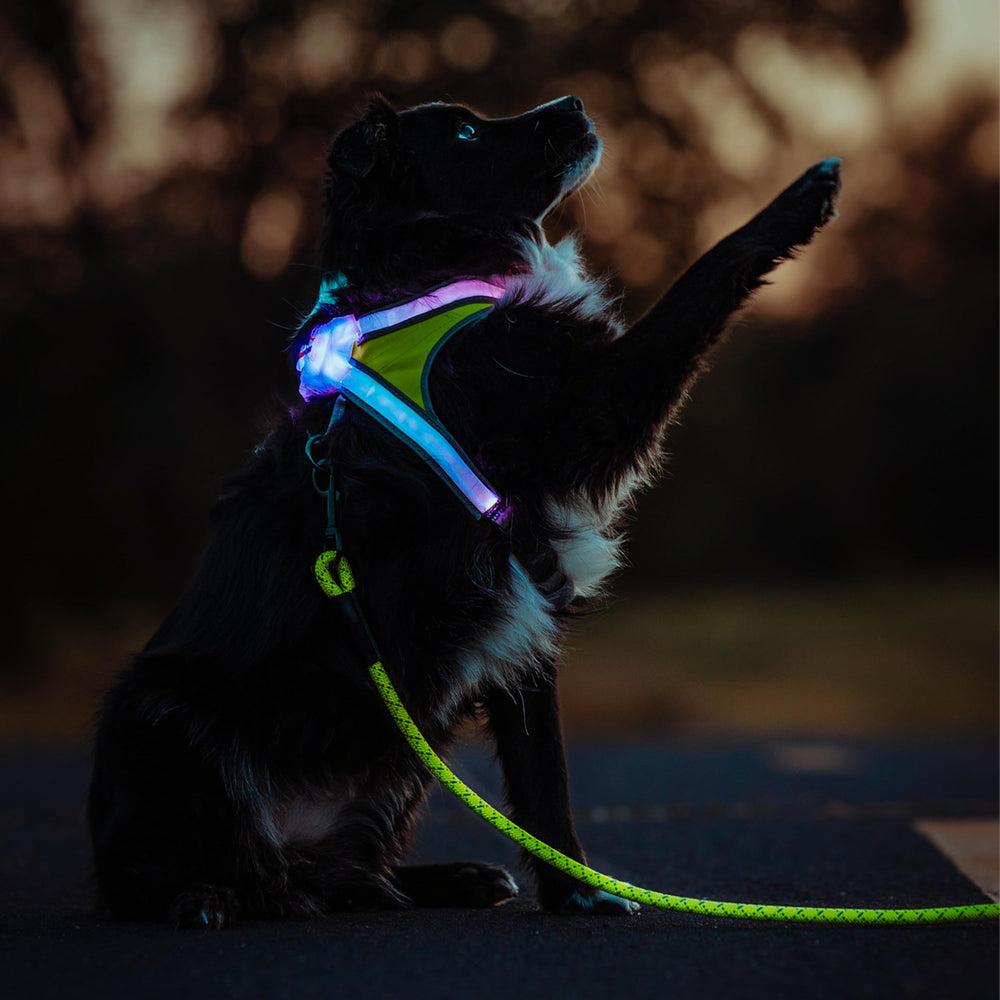 Noxgear LightHound colores sólidos brillantes para fácil reconocimiento