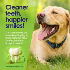 Polvo dental para perros espolvoreado sobre comida diaria