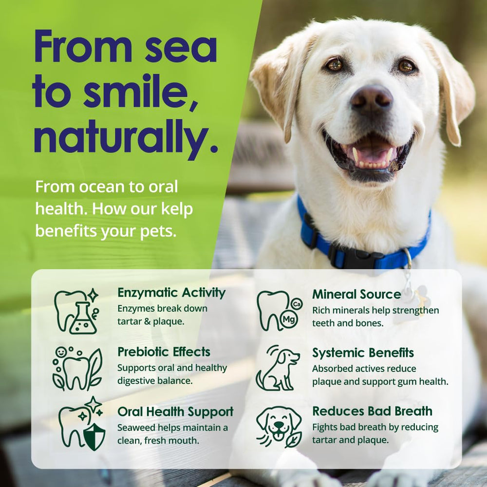 Sin cepillo dental, NuLife ofrece solución práctica para perros