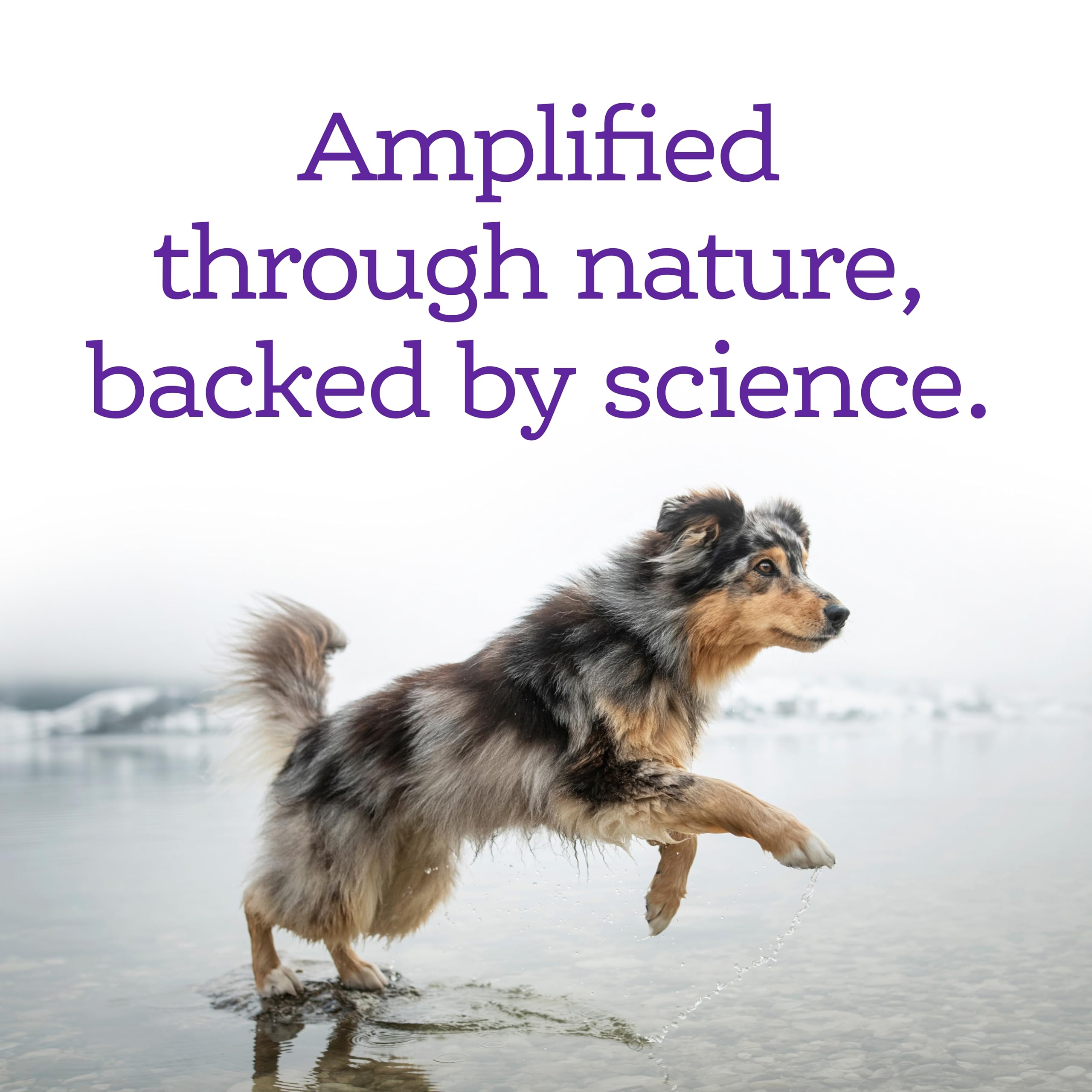 Etiqueta de NutriSource AmpliFull muestra formulación veterinaria para control del estrés