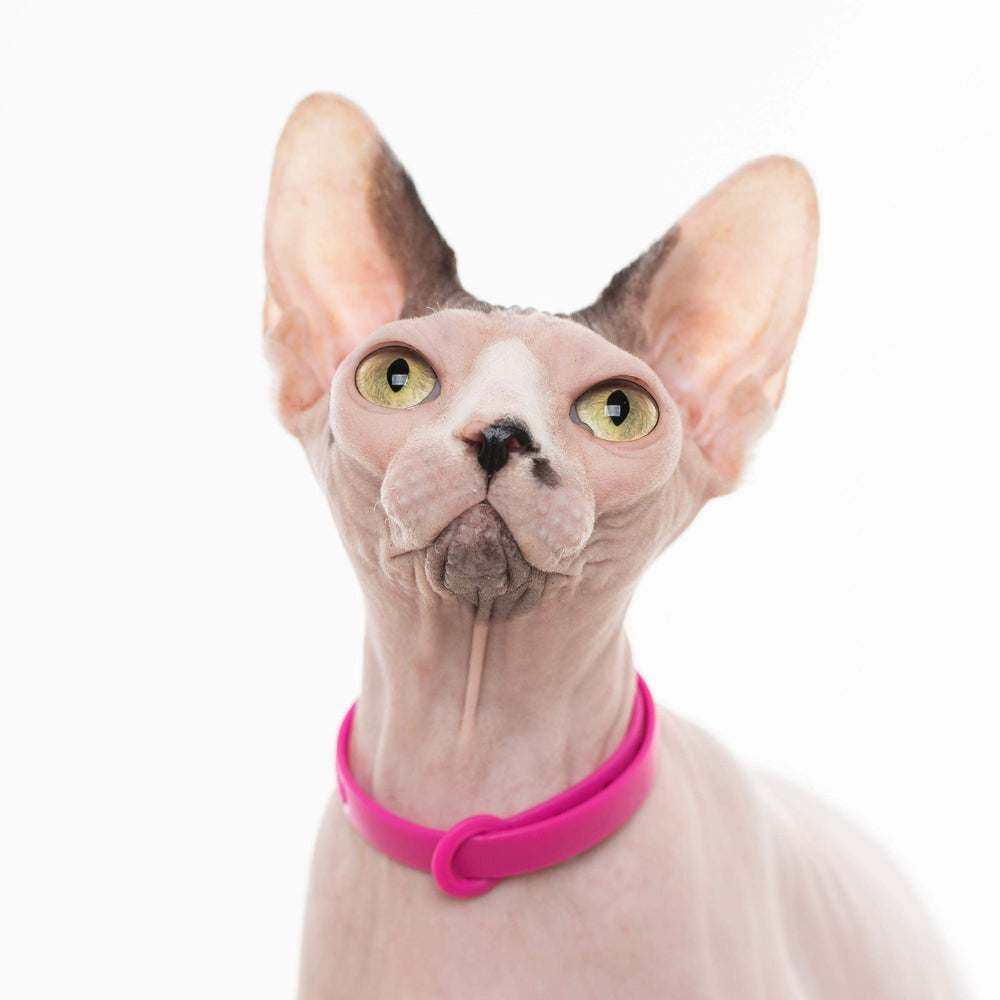 Nuvuq collar desprendible rosa, se adapta al crecimiento de gatos.
