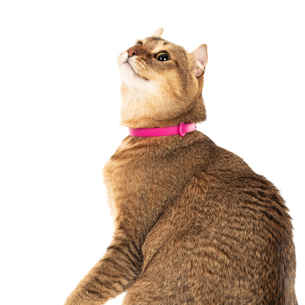 Nuvuq collar desprendible rosa, material resistente ante arañazos.